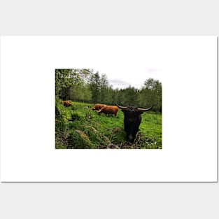 Scottish Highland Cattle Cows and Bull 2412 Posters and Art